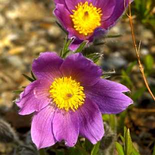 Многолетнее клумбовое растение цветок солнца – 10 популярных растений для солнечной клумбы