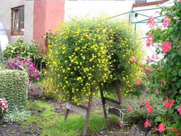 Многолетние ампельные растения для сада фото и названия – Ампельные цветы для сада, фото растений