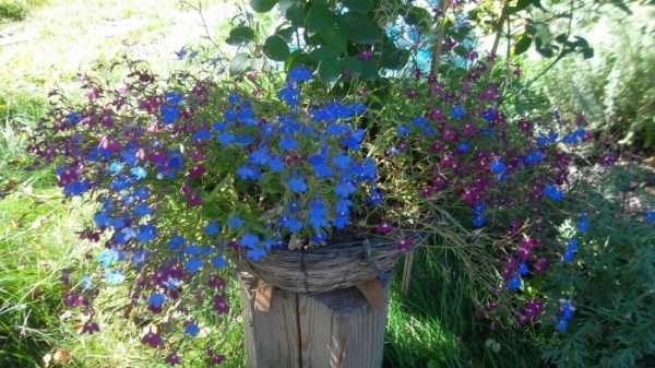 Многолетние ампельные растения для сада фото и названия – Ампельные цветы для сада, фото растений