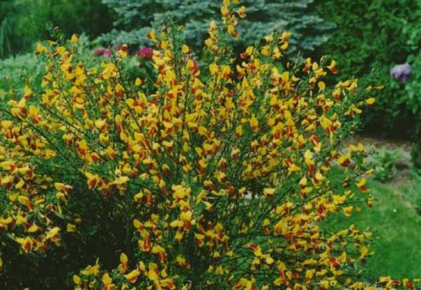 Многолетние цветущие кустарники для дачи – Обзор наиболее популярных многолетних кустарников для дачи с фото примерами