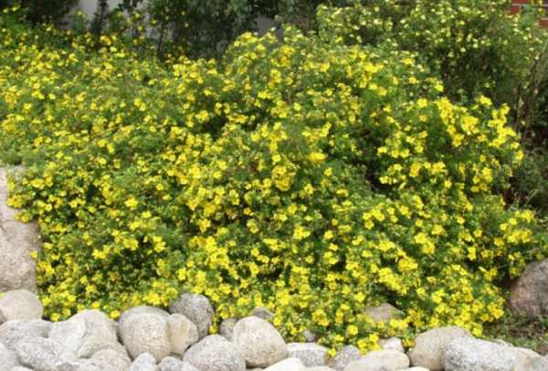 Многолетние цветущие кустарники для дачи – Обзор наиболее популярных многолетних кустарников для дачи с фото примерами