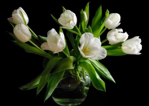 Многолетние цветы белые фото и названия – Многолетние цветы - посадка и уход. Фото обзор красивого оформления на дачном участке