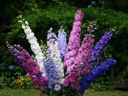 Многолетние цветы цветущие все – Каталог многолетних цветов для дачи: фото с названиями растений
