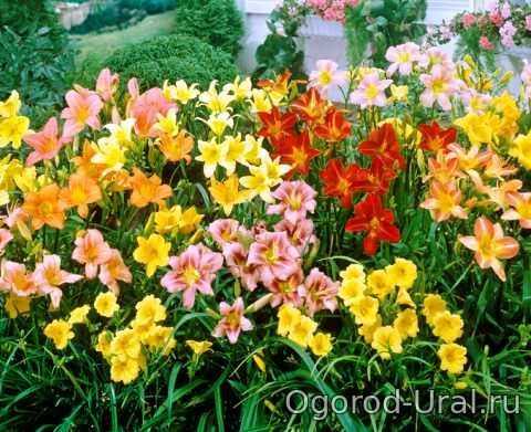 Многолетние цветы цветущие все – Каталог многолетних цветов для дачи: фото с названиями растений