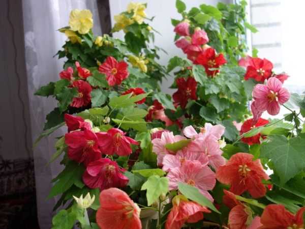 Многолетние цветы комнатные – 10 неприхотливых комнатных цветов, цветущих круглый год