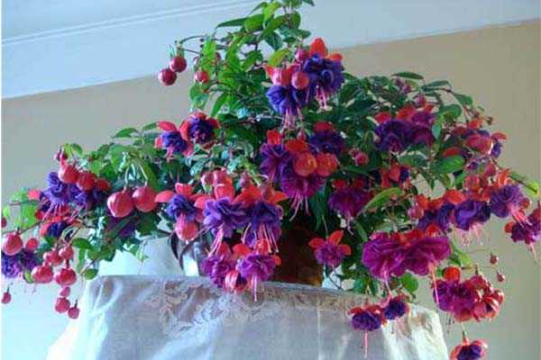 Многолетние цветы комнатные – 10 неприхотливых комнатных цветов, цветущих круглый год