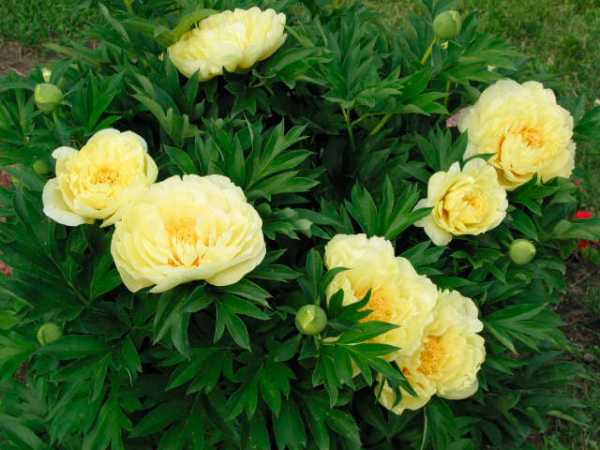 Многолетние цветы желтые фото – 50+ видов цветов для цветника — FloweryVale.ru