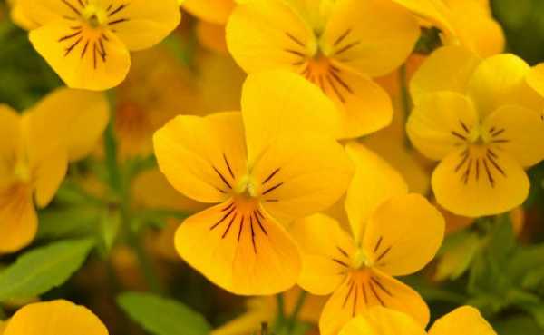 Многолетние цветы желтые фото – 50+ видов цветов для цветника — FloweryVale.ru
