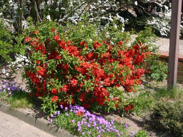 Многолетние кусты цветущие все лето фото и название – 6 популярных кустарников, цветущих все лето