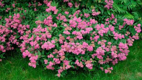 Многолетние кусты цветущие все лето фото и название – 6 популярных кустарников, цветущих все лето
