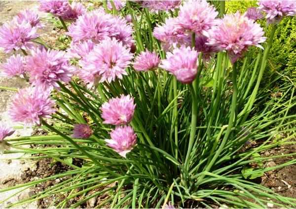 Многолетние низкорослые растения – Бордюрные цветы многолетние низкорослые фото и название: популярные низкие цветы и растения для бордюра, цветущие все лето