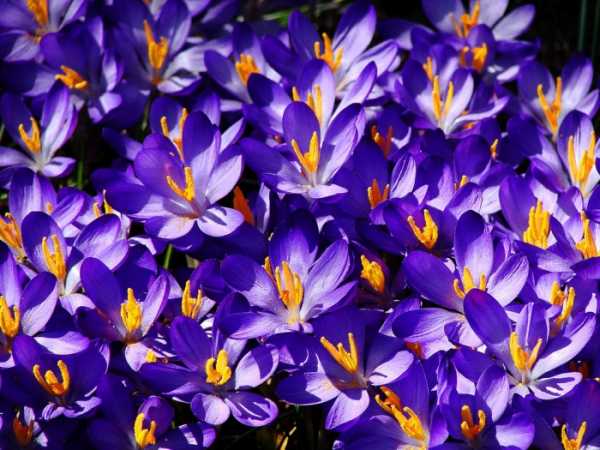 Многолетние низкорослые растения – Бордюрные цветы многолетние низкорослые фото и название: популярные низкие цветы и растения для бордюра, цветущие все лето