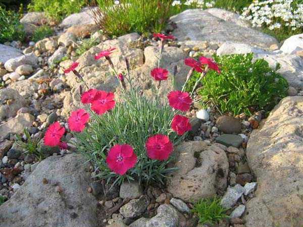 Многолетние растения для альпийской горки – ТОП-23 Растения для Альпийской Горки