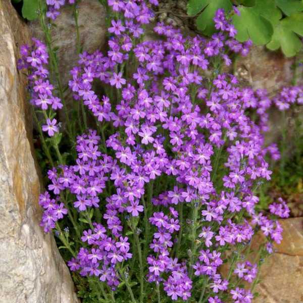 Многолетние растения для альпийской горки – ТОП-23 Растения для Альпийской Горки