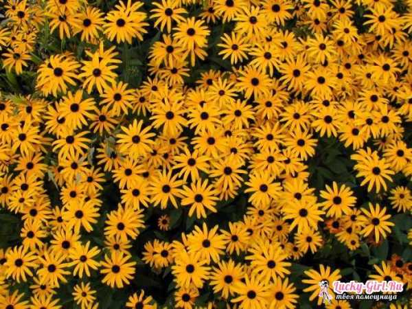 Многолетник с желтыми цветами – 50+ видов цветов для цветника — FloweryVale.ru