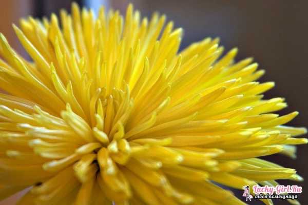 Многолетник с желтыми цветами – 50+ видов цветов для цветника — FloweryVale.ru