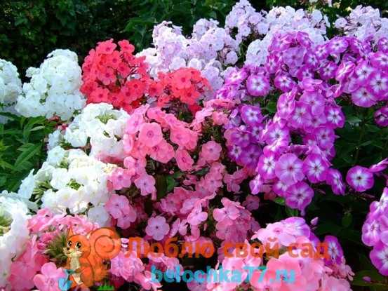 Многолетники цветы для дачи цветущие все лето фото с названием – Многолетние цветы - посадка и уход. Фото обзор красивого оформления на дачном участке