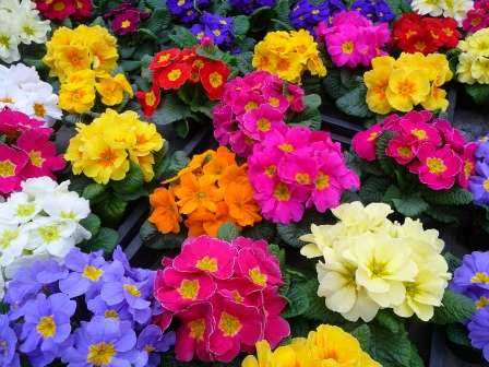 Многолетники низкорослые для клумбы – фото с названиями цветов для сада, бордюрные низкорослые неприхотливые долгоцветущие цветы для клумбы