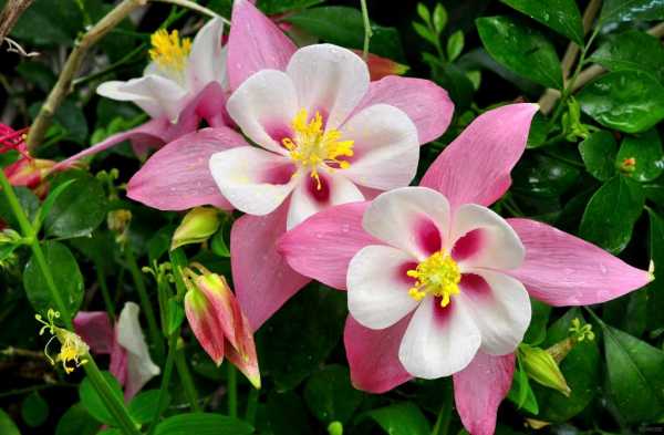 Многолетники низкорослые для клумбы – фото с названиями цветов для сада, бордюрные низкорослые неприхотливые долгоцветущие цветы для клумбы