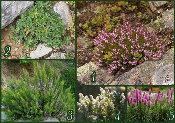 На альпийской горке цветы – фото, названия растений для рокариев и альпинариев