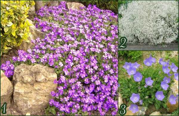 На альпийской горке цветы – фото, названия растений для рокариев и альпинариев