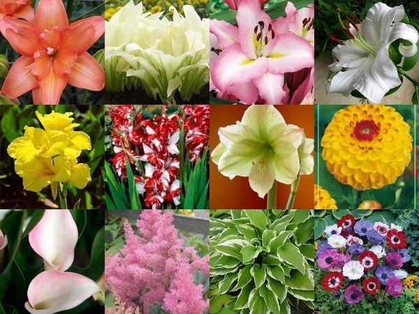 Названия луковичных цветов с картинками – фото и название, виды растений, весенние многолетние луковичные цветы для сада, зимующие в открытом грунте