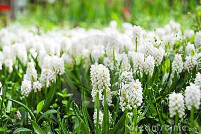 Названия луковичных цветов с картинками – фото и название, виды растений, весенние многолетние луковичные цветы для сада, зимующие в открытом грунте