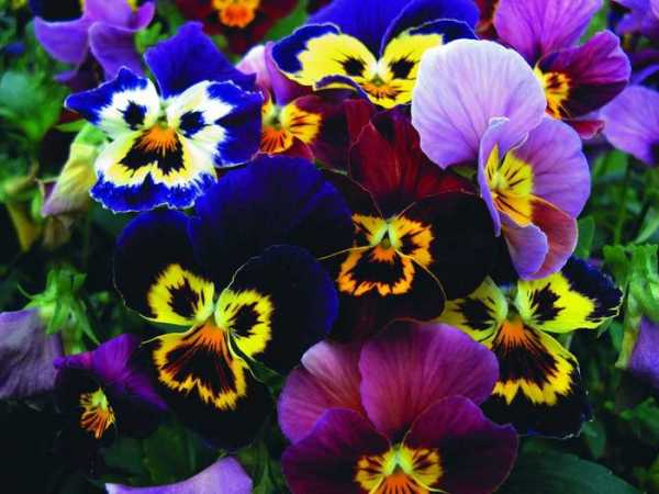 Низкие многолетние цветы для клумбы названия и фото – фото с названиями цветов для сада, бордюрные низкорослые неприхотливые долгоцветущие цветы для клумбы