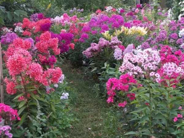 Низкорослые неприхотливые многолетники цветущие все лето фото с названиями – фото с названиями цветов для сада, бордюрные низкорослые неприхотливые долгоцветущие цветы для клумбы