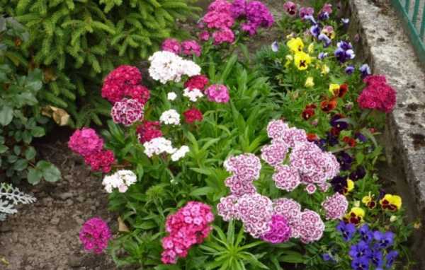 Низкорослые растения для сада фото и названия – фото с названиями цветов для сада, бордюрные низкорослые неприхотливые долгоцветущие цветы для клумбы