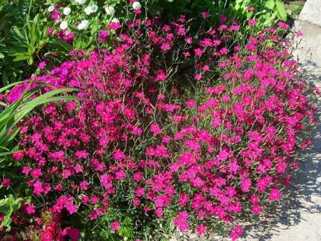 Низкорослые растения для сада фото и названия – фото с названиями цветов для сада, бордюрные низкорослые неприхотливые долгоцветущие цветы для клумбы
