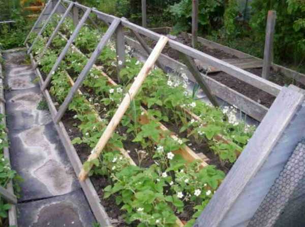 Обустройство грядок на даче – Умные грядки на даче своими руками для получения высокого урожая: правильное обустройство огорода