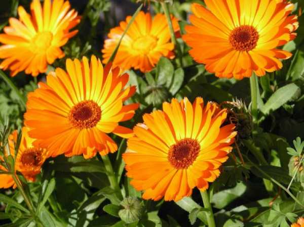 Однолетние высокие цветы – Самые популярные неприхотливые однолетние цветы, однолетники название с фото и описанием