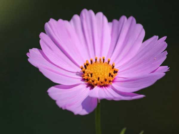 Однолетние высокие цветы – Самые популярные неприхотливые однолетние цветы, однолетники название с фото и описанием