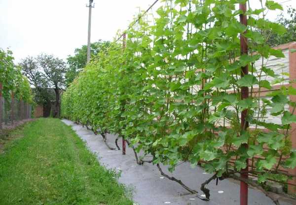 Опора для винограда на даче своими руками – как сделать подпорку своими руками на даче + фото