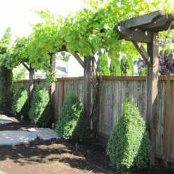 Опора для винограда на даче своими руками – как сделать подпорку своими руками на даче + фото