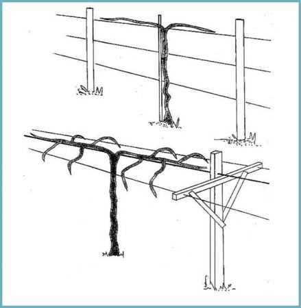 Опоры под виноград – чертежи одноплоскостного и других типов, пошаговые инструкции изготовления с фото и видео