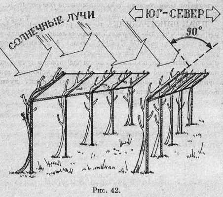 Опоры под виноград – чертежи одноплоскостного и других типов, пошаговые инструкции изготовления с фото и видео