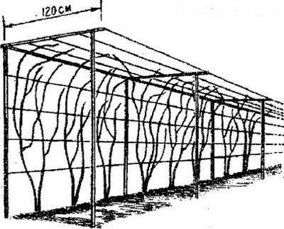 Опоры под виноград – чертежи одноплоскостного и других типов, пошаговые инструкции изготовления с фото и видео