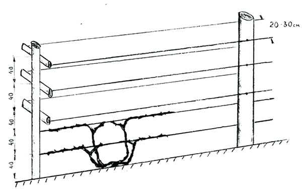 Опоры под виноград – чертежи одноплоскостного и других типов, пошаговые инструкции изготовления с фото и видео