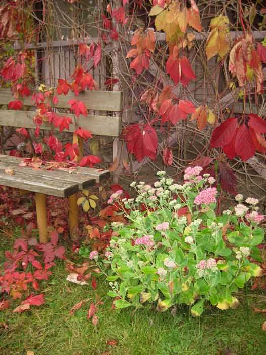Осенние цветы на клумбе названия и фото – ОСЕННИЕ ЦВЕТЫ – 45 названий (фото, посев, уход) + дизайн клумб.