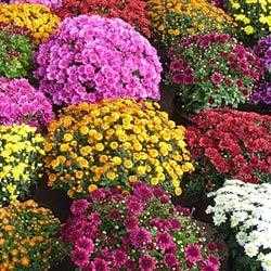 Осенние цветы на клумбе названия и фото – ОСЕННИЕ ЦВЕТЫ – 45 названий (фото, посев, уход) + дизайн клумб.