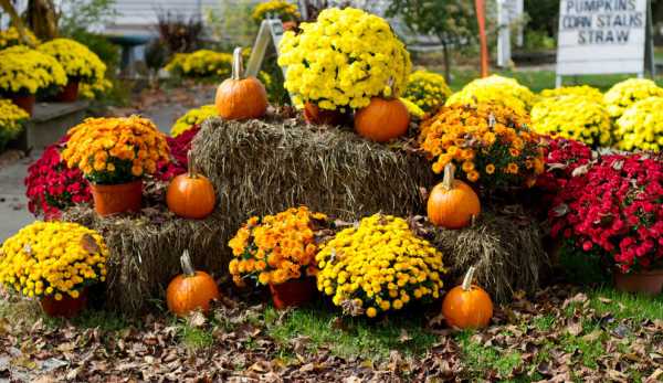 Осенние многолетние цветы – названия, сорта, описание, картинка посадки, как создать цветник, какие растения использовать, выращивание, уход осенью (20 фото)