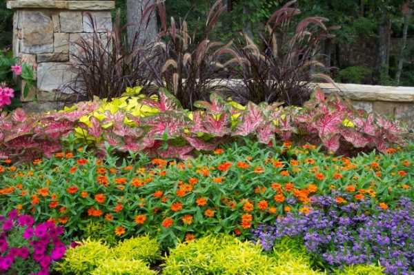 Осенние многолетние цветы – названия, сорта, описание, картинка посадки, как создать цветник, какие растения использовать, выращивание, уход осенью (20 фото)