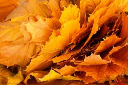 Осенний огород фото – названия, сорта, описание, картинка посадки, как создать цветник, какие растения использовать, выращивание, уход осенью (20 фото)