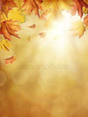 Осенний огород фото – названия, сорта, описание, картинка посадки, как создать цветник, какие растения использовать, выращивание, уход осенью (20 фото)