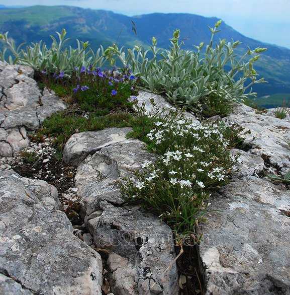 Почему альпийские растения низкорослые – Почему альпийские растения низкорослые. Сажаем цветы на альпийской горке: какие и как