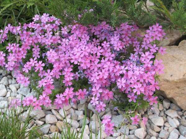 Почвопокровные цветы однолетники фото и названия – цветы и растения для сада, цветущие всё лето