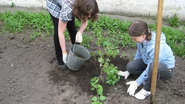 Полив капельный сада – Капельный полив сада: преимущества системы