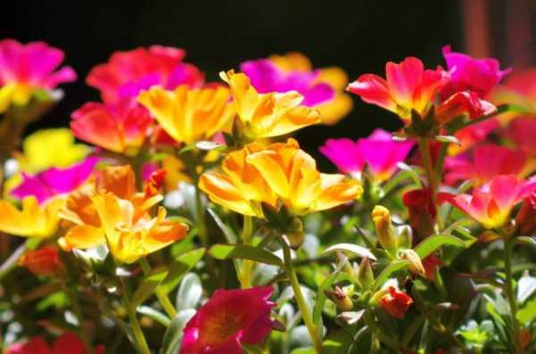 Полуденный жар цветы фото – какие виды, как пикировать растение, смесь окрасок, Барокко, декоративный крупноцветковый, Воздушный зефир, Княжеский коврик, описание, видео